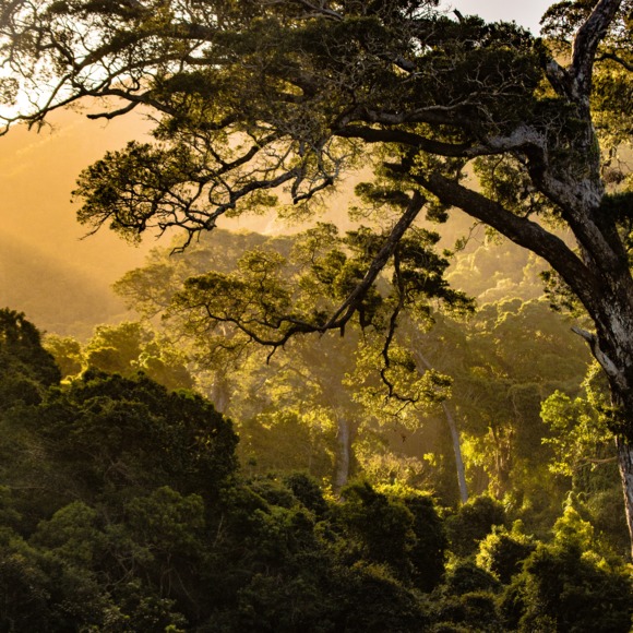 Meet your Posher, Celest - Picture 1 of 1